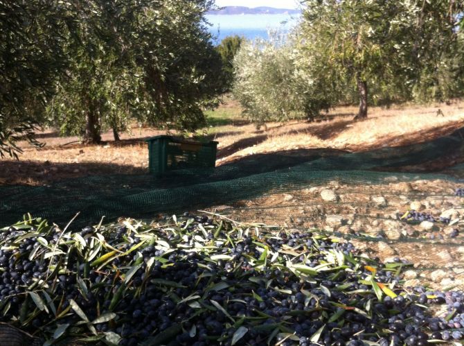 olives filets récolte